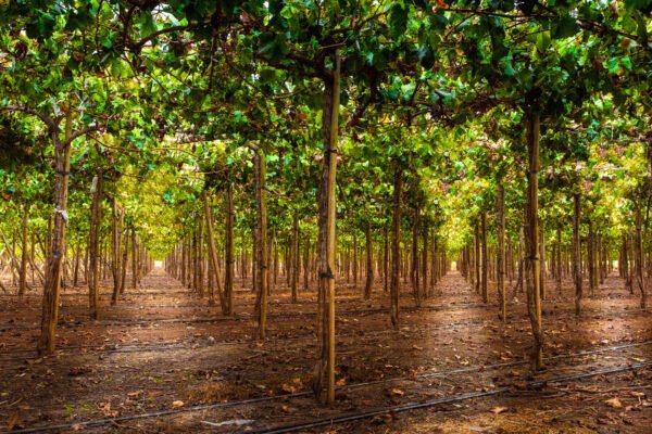 PERU VINO AREQUIPA 2022 145