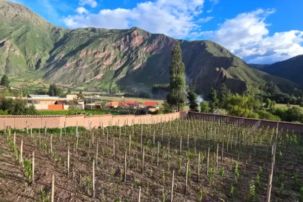Plantacion-VdI